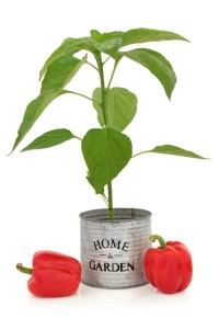 Bell Pepper Plant