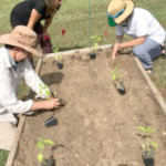 a group of people gardening